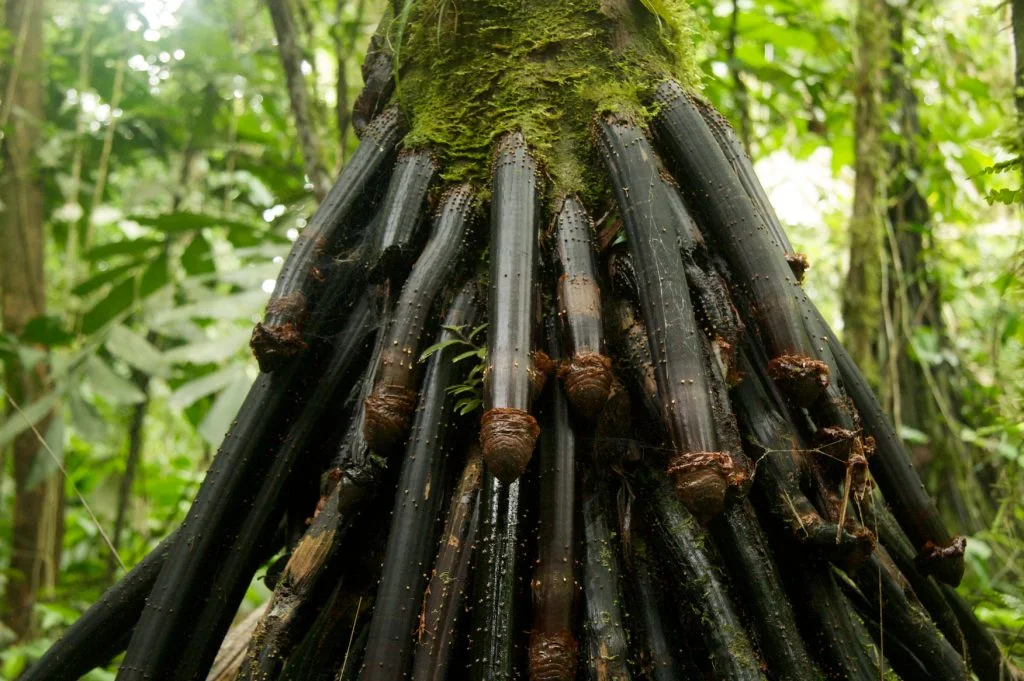 Tropical rainforest palm of the kind named in the Primal Grow Pro botanical sourcing story